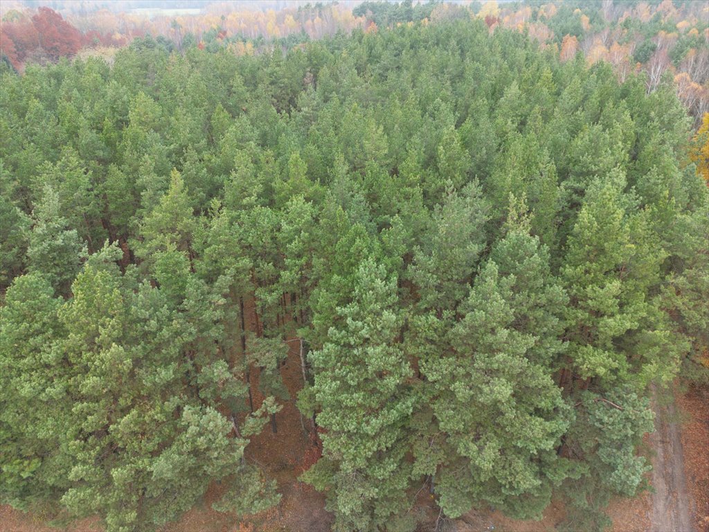 Działka budowlana na sprzedaż Strugi Krzywickie  26 000m2 Foto 6