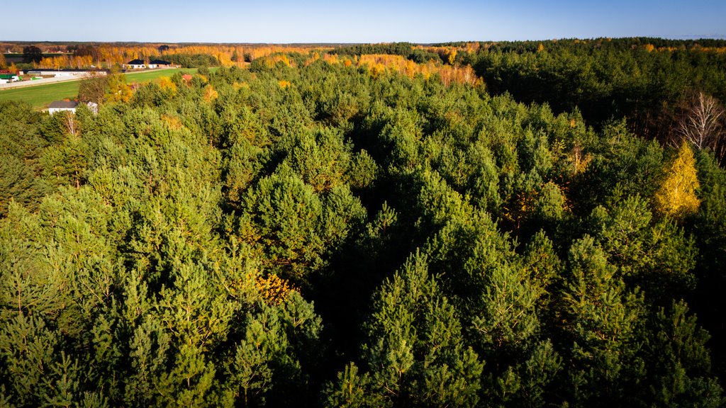 Działka budowlana na sprzedaż Wodzierady  2 618m2 Foto 10