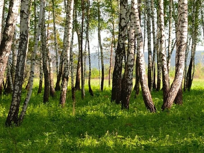 Działka siedliskowa na sprzedaż Czekołdy  4 700m2 Foto 3