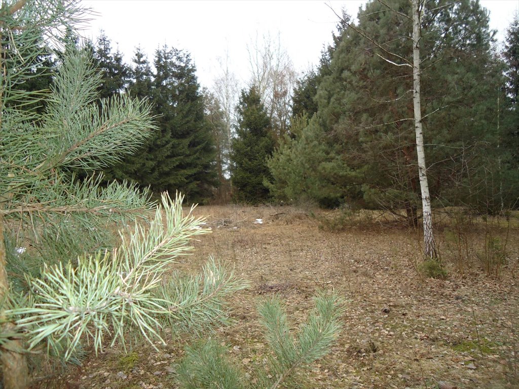 Działka inna na sprzedaż Biały Ług, Biały Ług  4 100m2 Foto 5