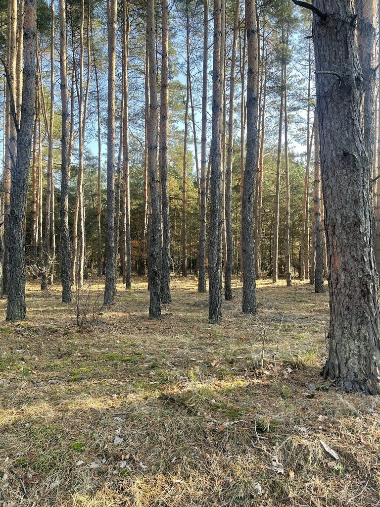 Działka budowlana na sprzedaż Ruda  1 467m2 Foto 5