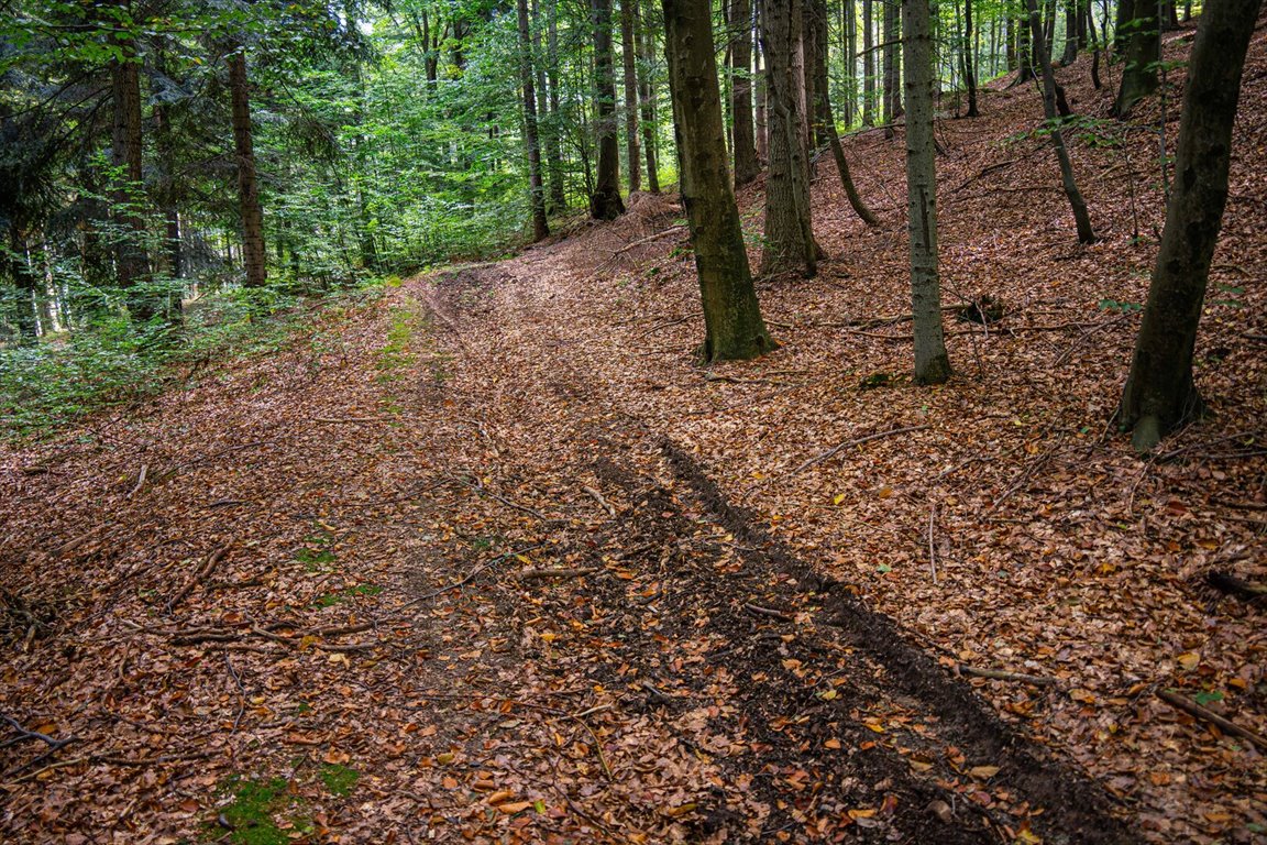 Działka leśna na sprzedaż Łęki  5 800m2 Foto 11