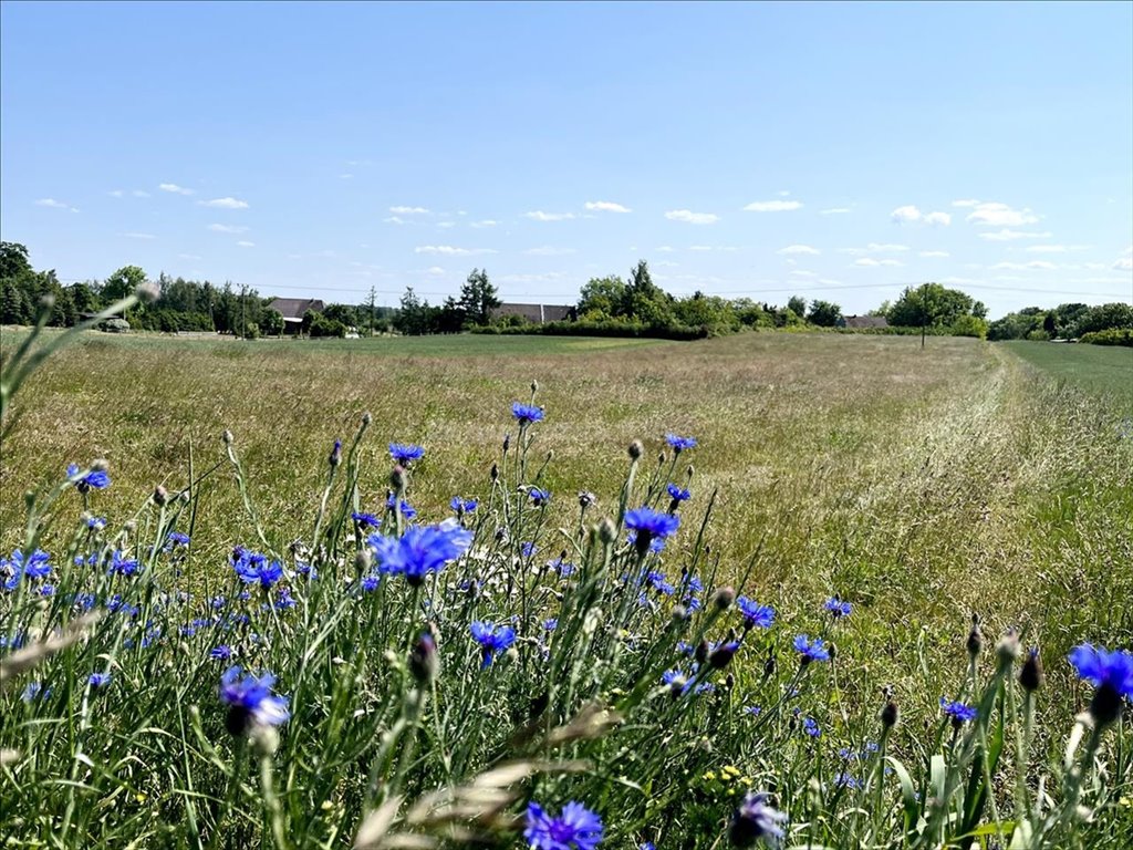 Działka rolna na sprzedaż Rogozina, Trzebiatów  3 005m2 Foto 1