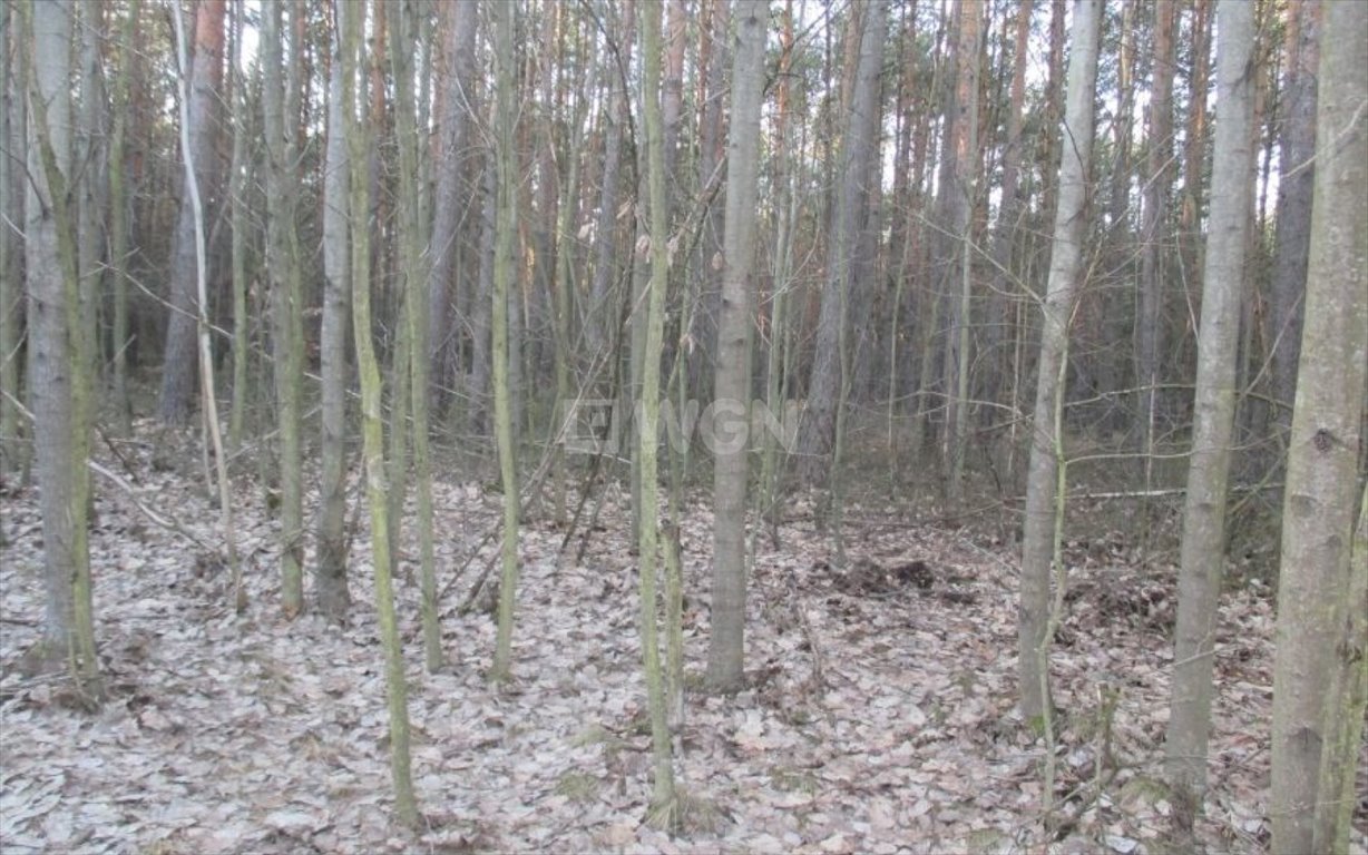 Działka leśna na sprzedaż Pradła, Pradła  1 050m2 Foto 6