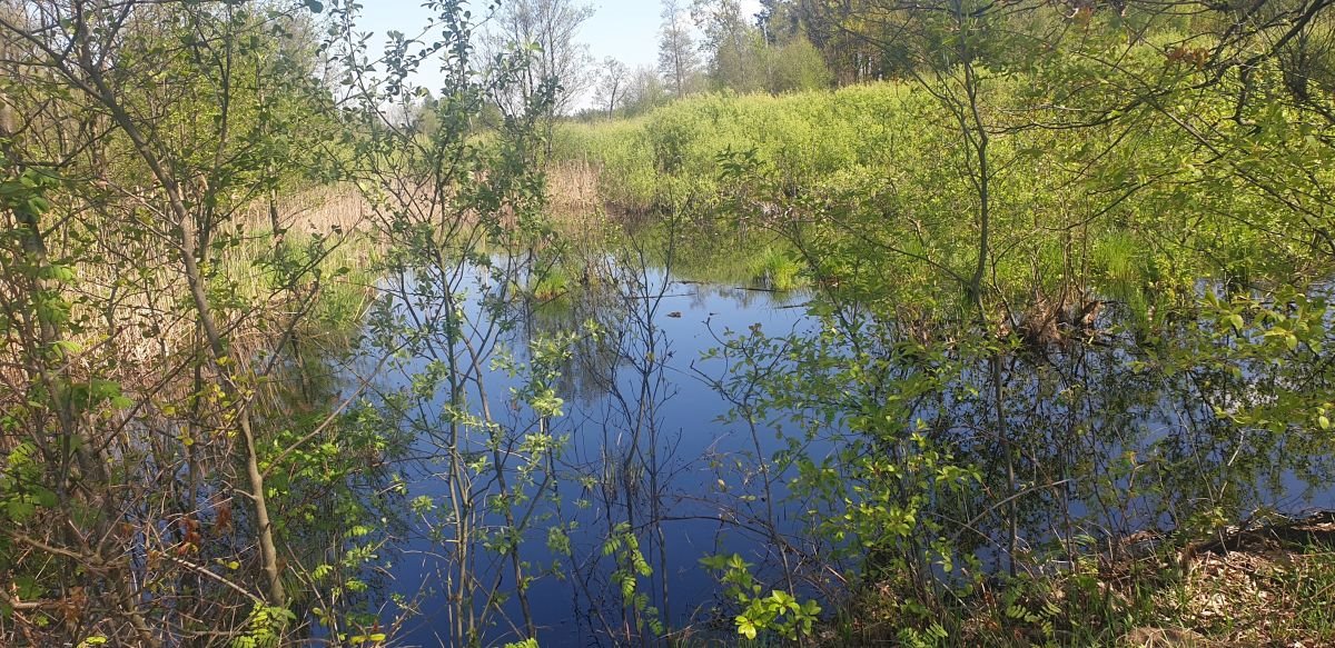 Działka budowlana na sprzedaż Józefów, Józefów gmina Dąbrówka  10 744m2 Foto 8