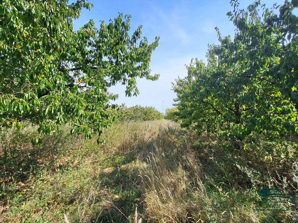 Działka rolna na sprzedaż Nieszawa  6 616m2 Foto 6