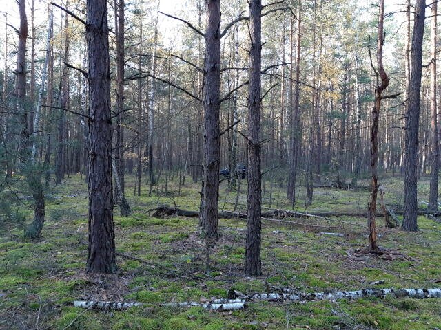 Działka leśna na sprzedaż Kąty  4 100m2 Foto 2