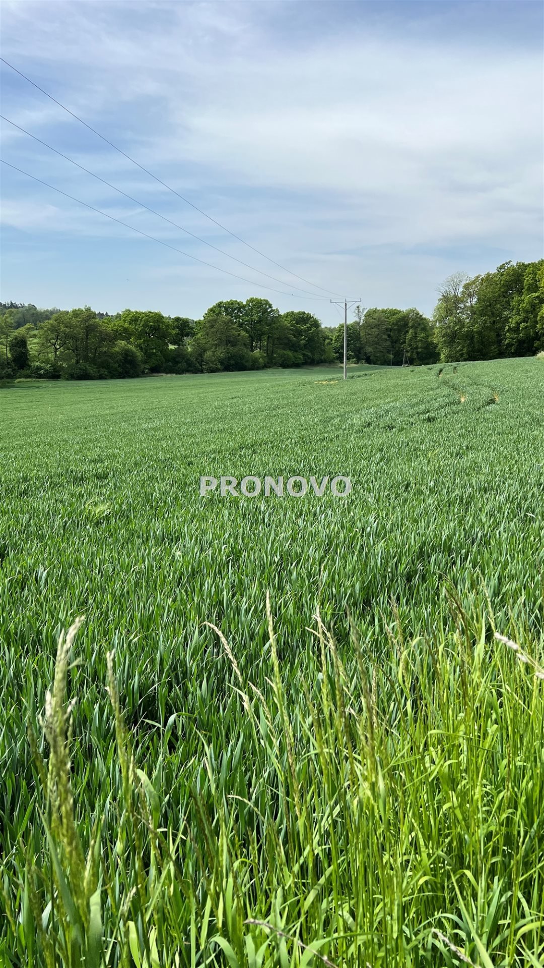 Działka budowlana na sprzedaż Borkowice, Borkowice  3 000m2 Foto 7