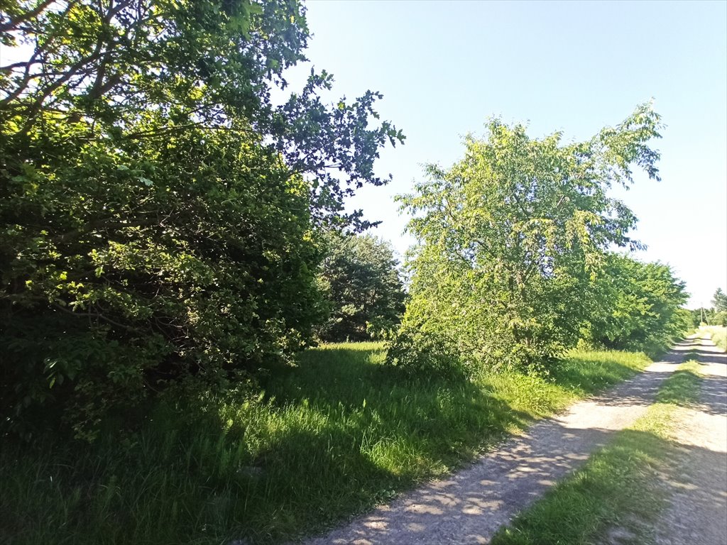 Działka leśna z prawem budowy na sprzedaż Borszewice Kościelne  9 000m2 Foto 8