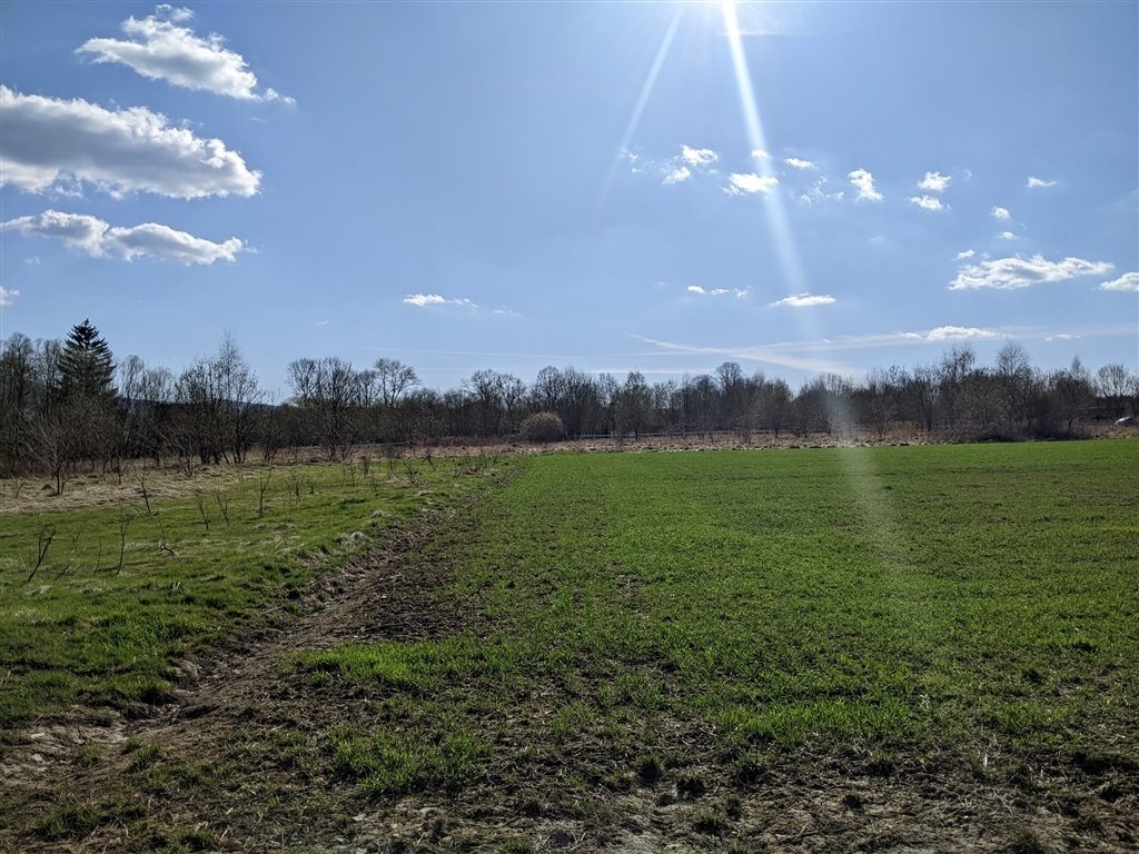 Działka budowlana na sprzedaż Wolimierz  3 000m2 Foto 3