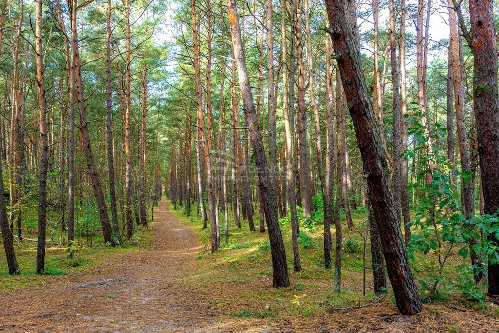 Działka budowlana na sprzedaż Gdańsk, Sobieszewo, Groszkowa  411m2 Foto 10