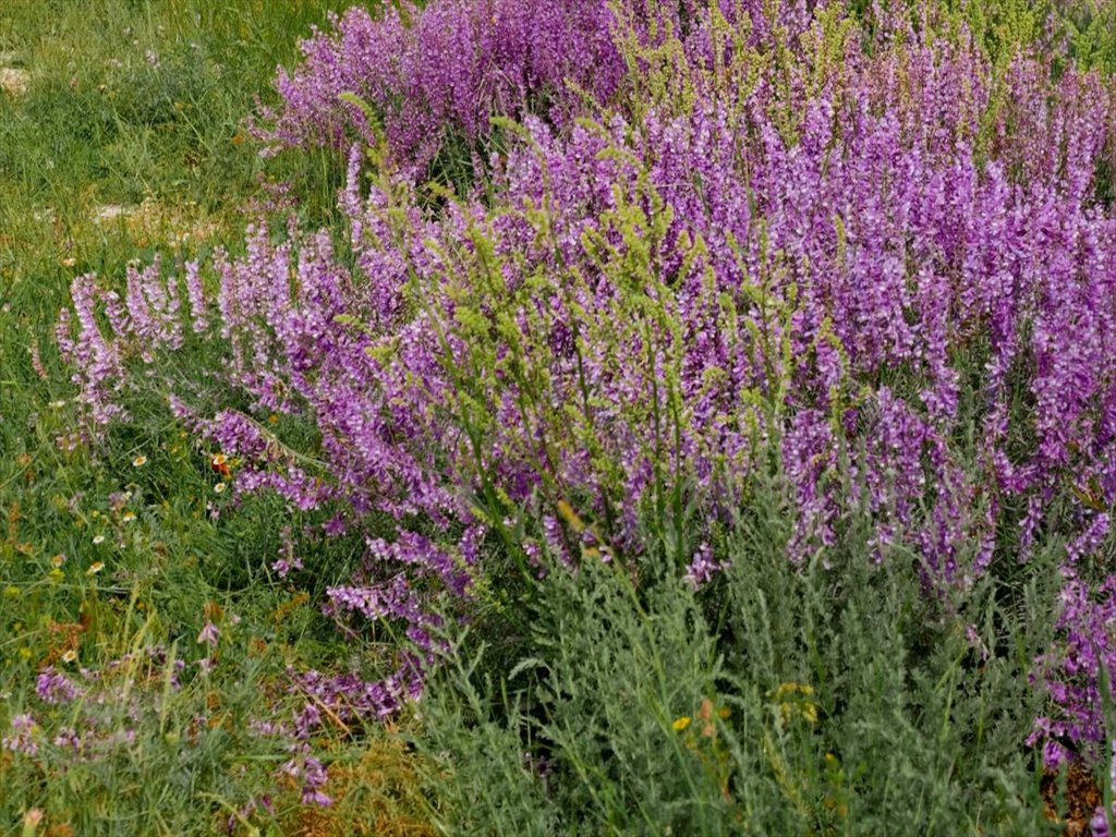 Działka siedliskowa na sprzedaż Złotniki  13 500m2 Foto 1