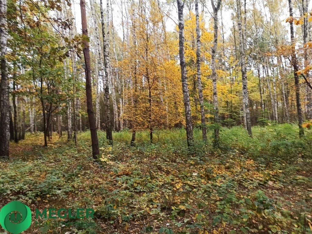 Działka leśna na sprzedaż Siestrzeń  11 293m2 Foto 2