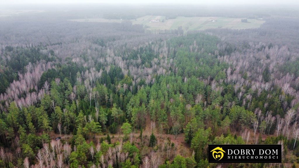 Działka leśna na sprzedaż Tajenko  85 259m2 Foto 10