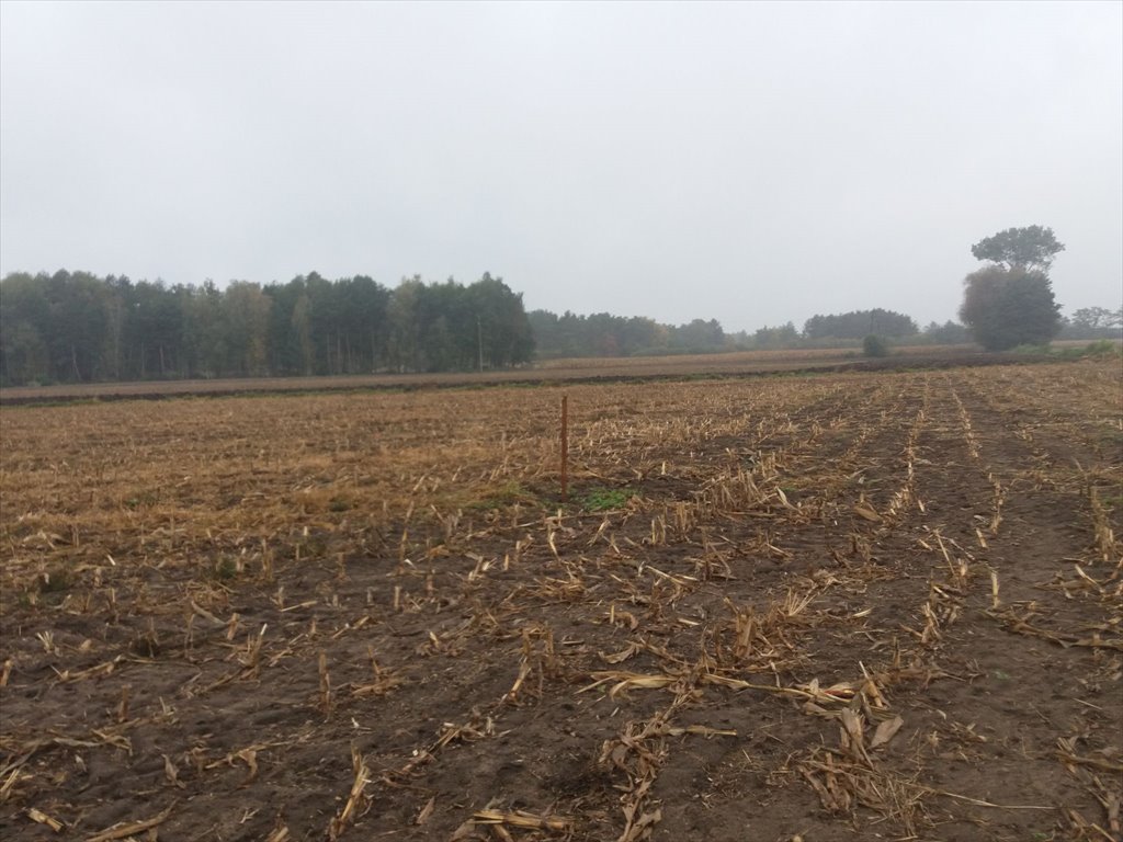 Działki budowlane w Koło – cisza, natura, przestrzeń Koło, Koło  1 175m2 Foto 1