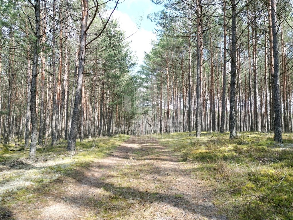 Działka leśna na sprzedaż Krępki  12 611m2 Foto 4