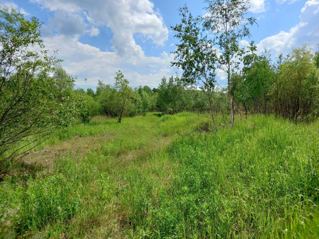 Działka budowlana na sprzedaż Chwaliszów, Chwaliszów  52 000m2 Foto 4