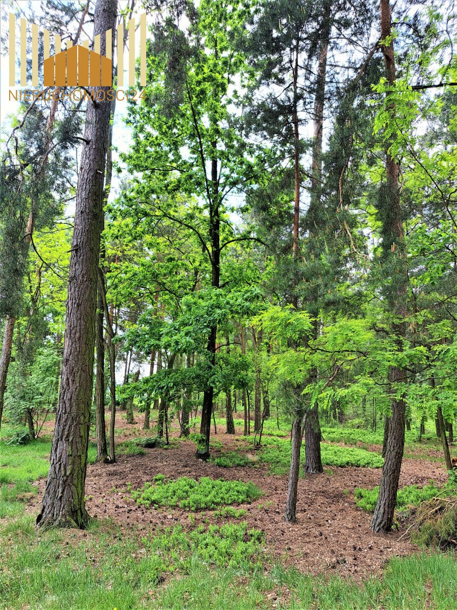 Działka rolna 28 300 m² z lasami i łąkami (Grzebowilk) Grzebowilk  28 300m2 Foto 1