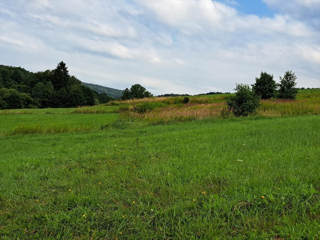 Działka rolna na sprzedaż Pietrusza Wola  5 200m2 Foto 2