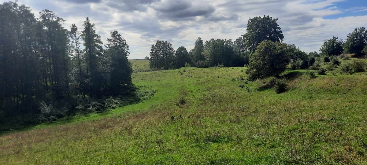 Działka budowlana na sprzedaż Rogale  20 000m2 Foto 3