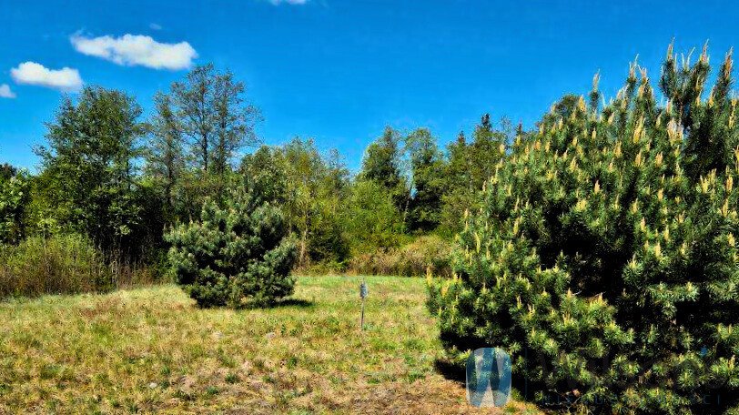 Działka siedliskowa 1940 m² z warunkami zabudowy i widokiem na Narew Zambski Kościelne  1 940m2 Foto 1
