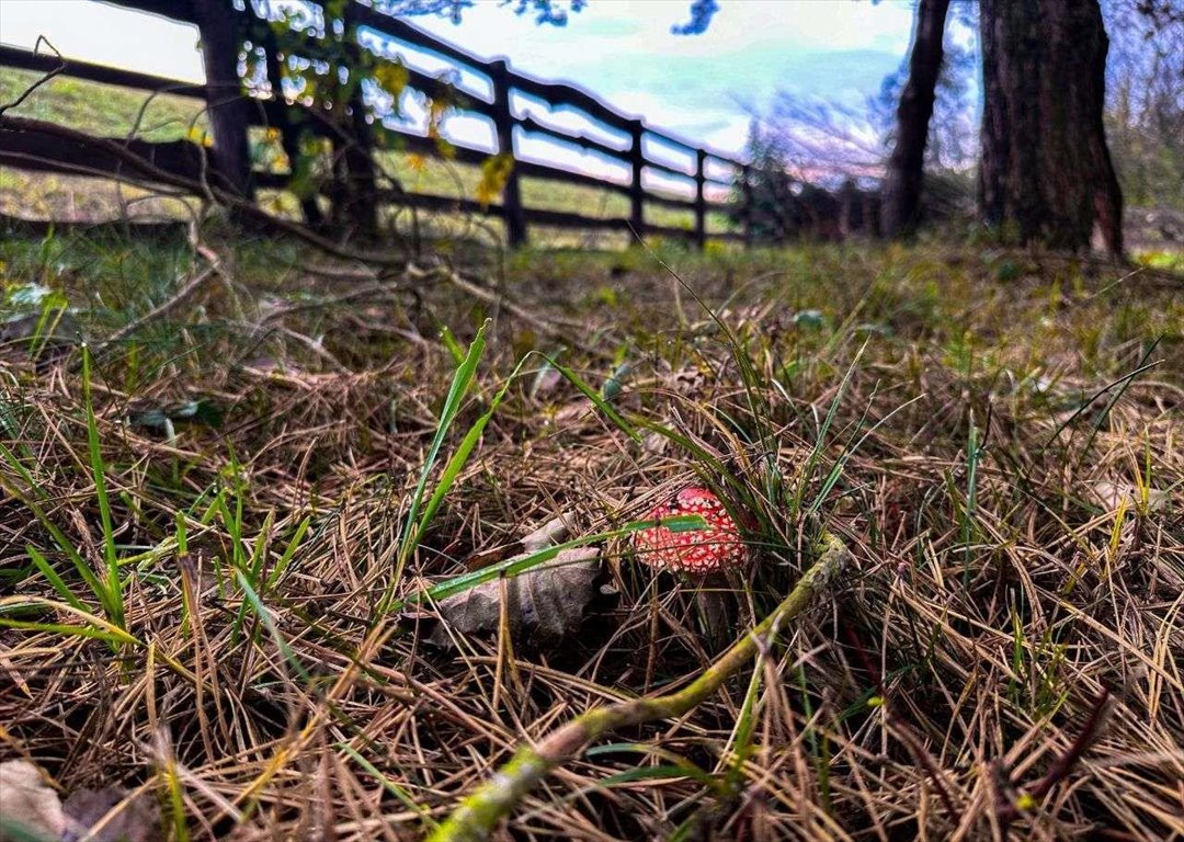 Działka budowlana na sprzedaż Niwy Ostrołęckie  2 385m2 Foto 4