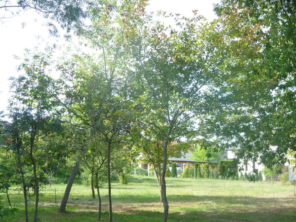 Sprzedam działkę 6700 m² z warunkami zabudowy i infrastrukturą Dobra  6 700m2 Foto 1