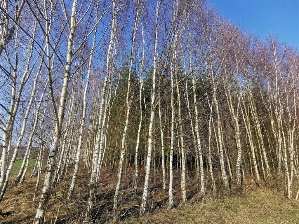 Działka leśna na sprzedaż Czyżkowo, Czyżkowo  18 900m2 Foto 6