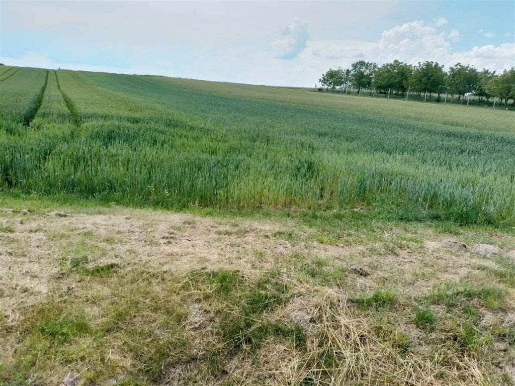 Dwie działki o łącznej powierzchni 58 arów, przy drodze Grodzisko Dolne  5 008m2 Foto 1