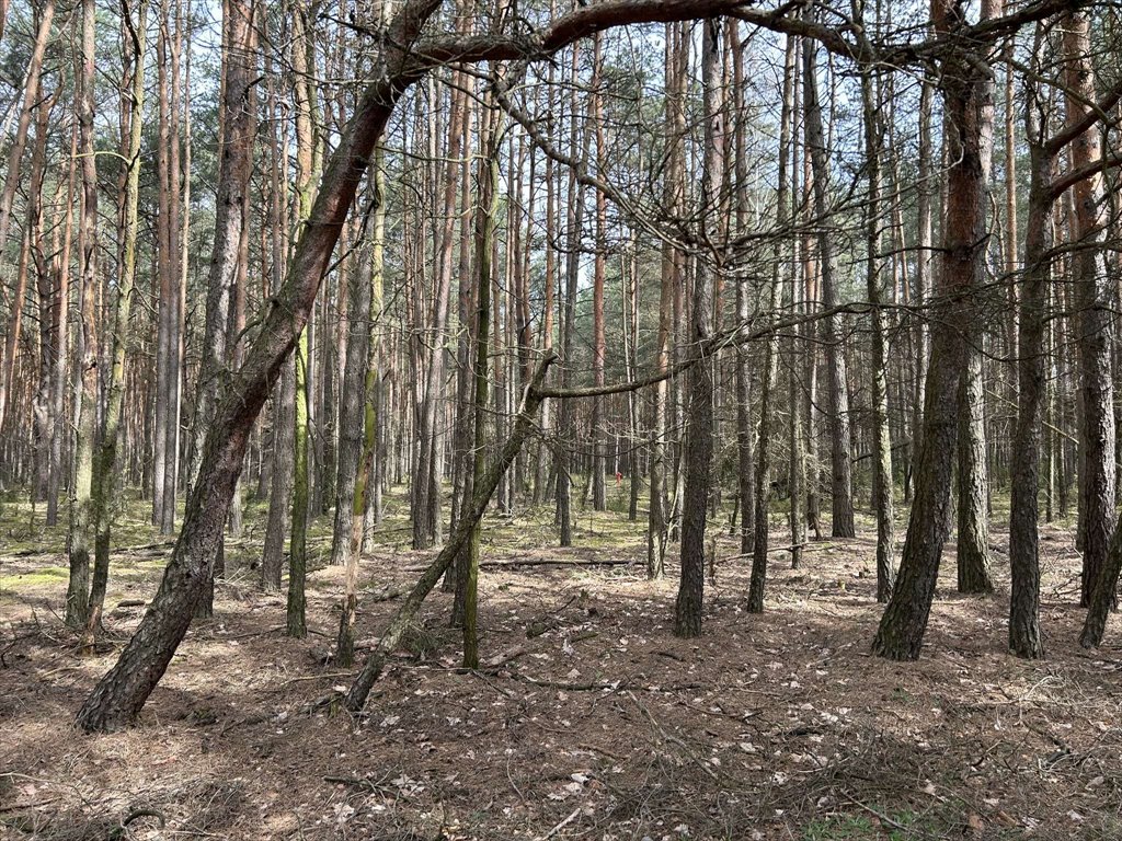 Działka inna na sprzedaż Dzbądz, Dzbądz  2 000m2 Foto 12