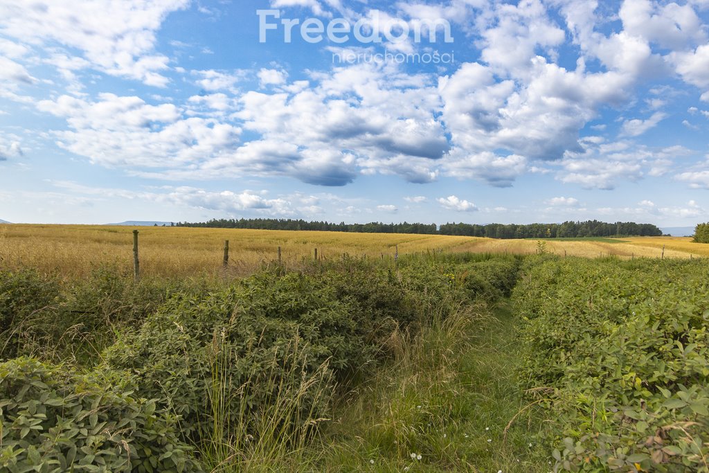 Działka siedliskowa na sprzedaż Sucha Kamienica  13 559m2 Foto 3