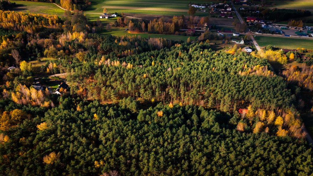 Działka budowlana na sprzedaż Wodzierady  2 618m2 Foto 8