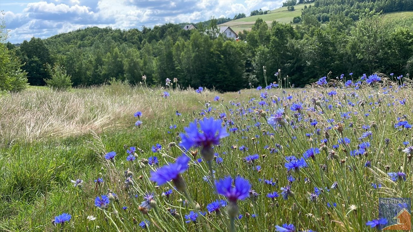 Działka 6665 m² z możliwością zabudowy i dojazdem 100 m Stare Rybie  6 665m2 Foto 1