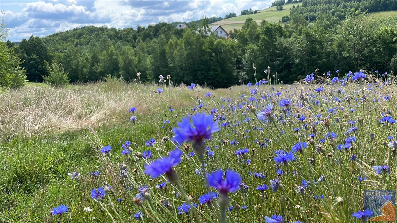 Działka inna na sprzedaż Stare Rybie  5 600m2 Foto 1