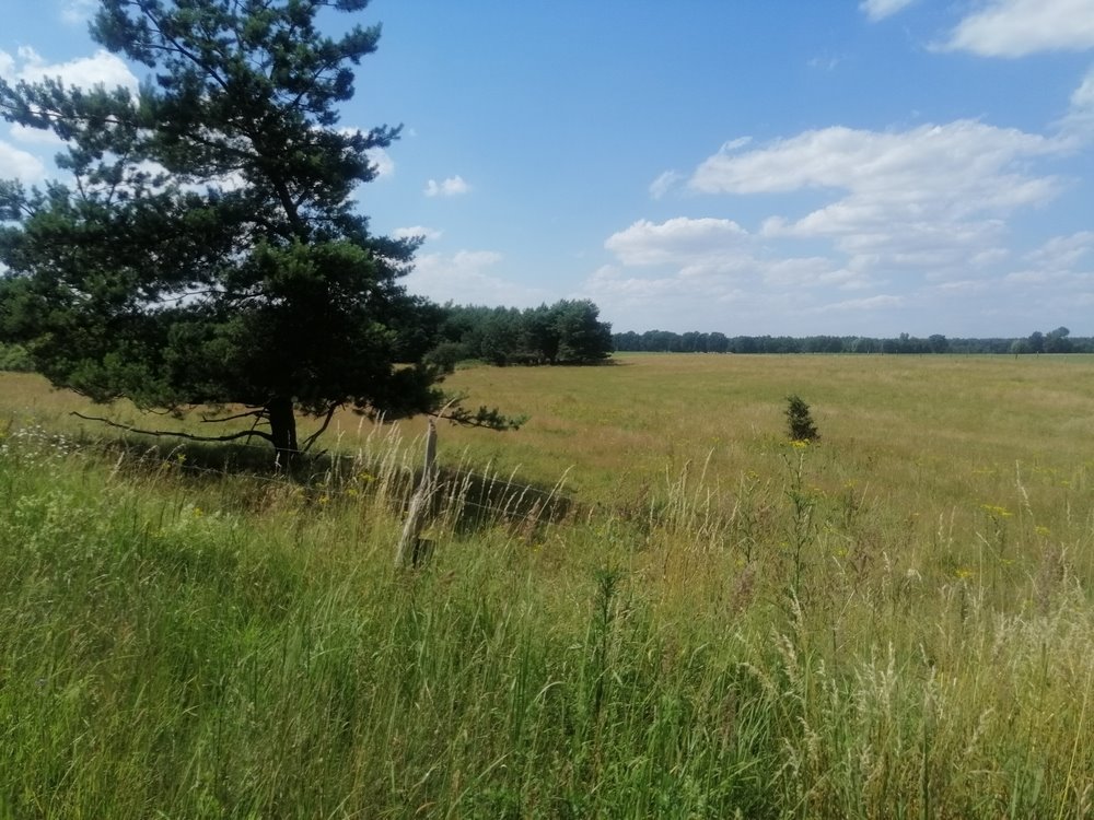 Działka rolna na sprzedaż Mosina  148 400m2 Foto 1