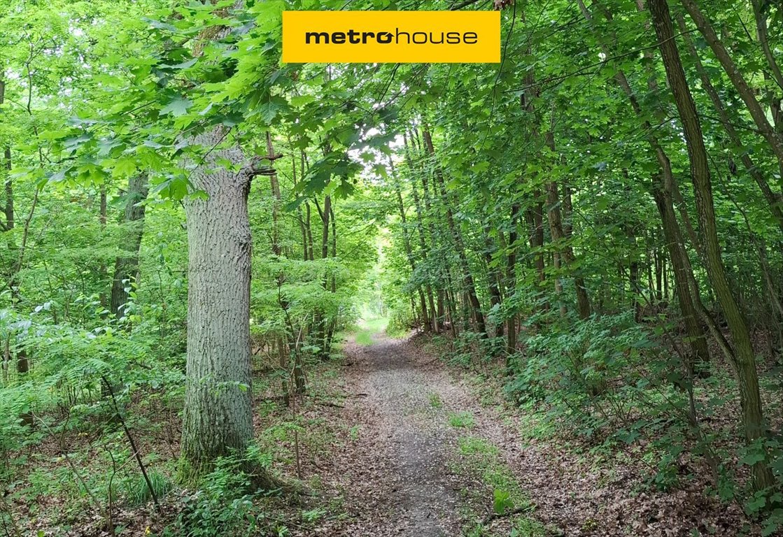 6 ha lasu liściastego w Klawkowie – inwestycja lub azyl Klawkowo, Leśna  63 021m2 Foto 1