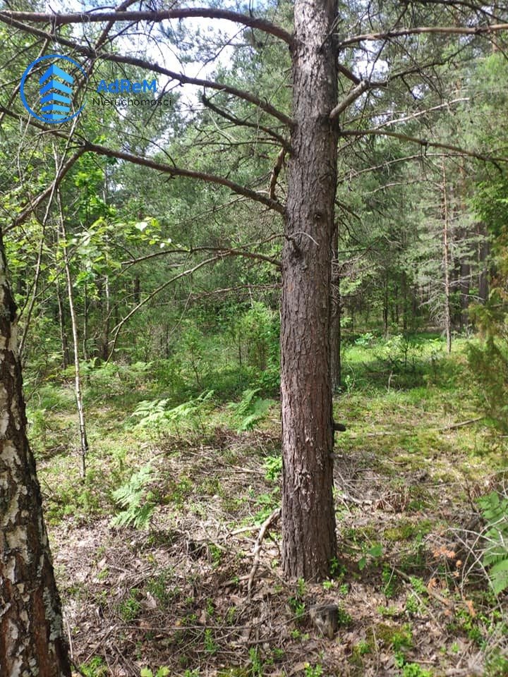 Działka leśna na sprzedaż Knyszyn  56 500m2 Foto 3
