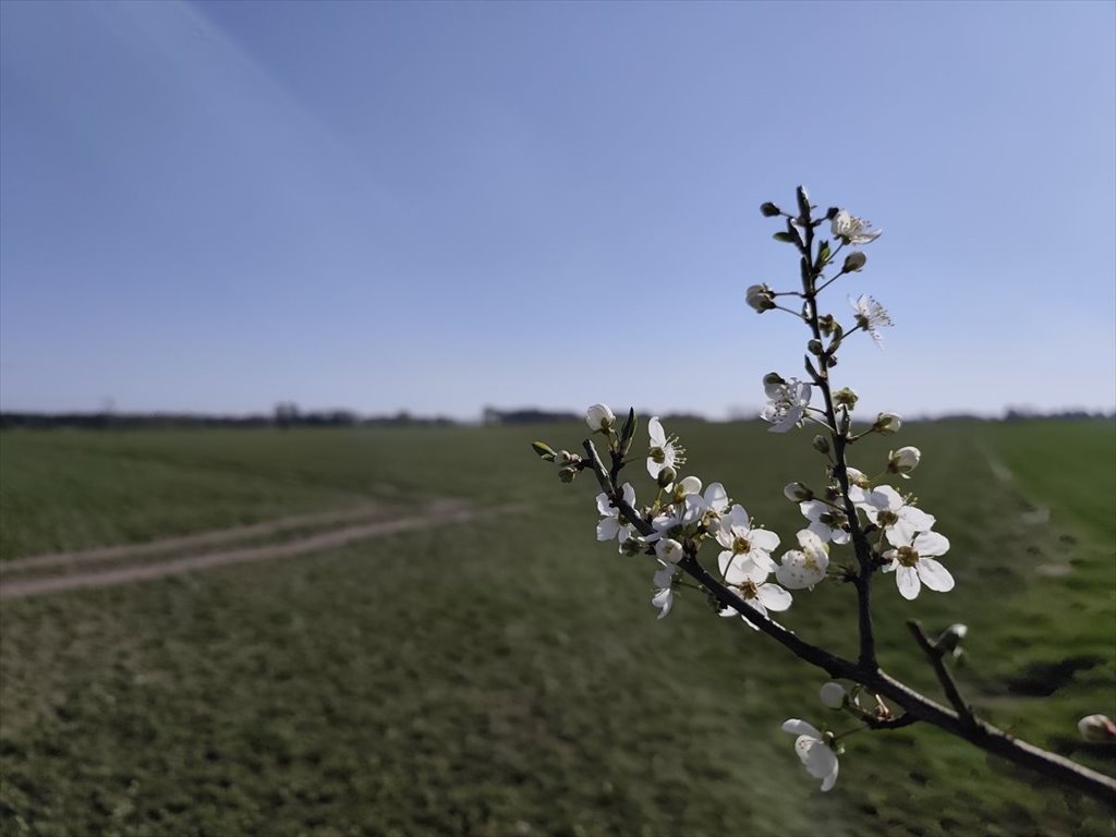 Działka rolna 1 ha z mediami, lasem i jeziorem Jerzykowo  10 000m2 Foto 1