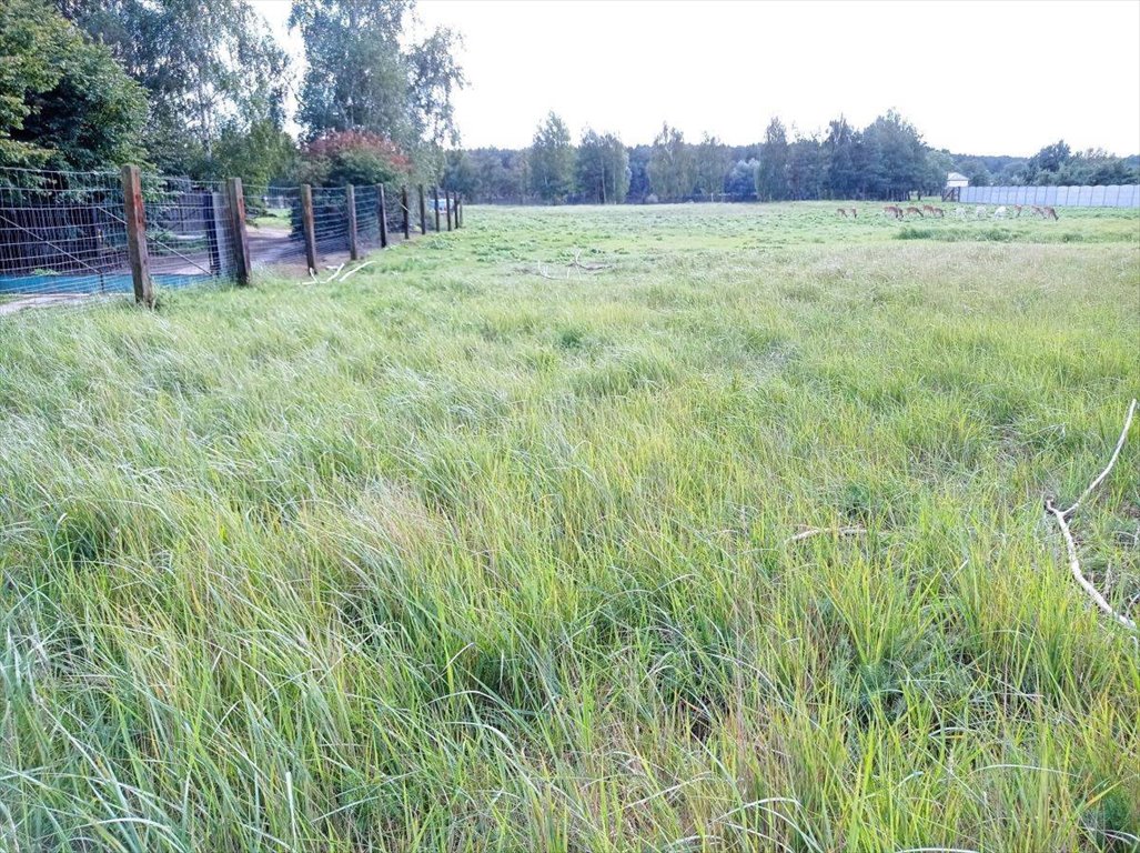 Działka budowlana na sprzedaż Bolesławiec, Bolesławiec  1 492m2 Foto 8