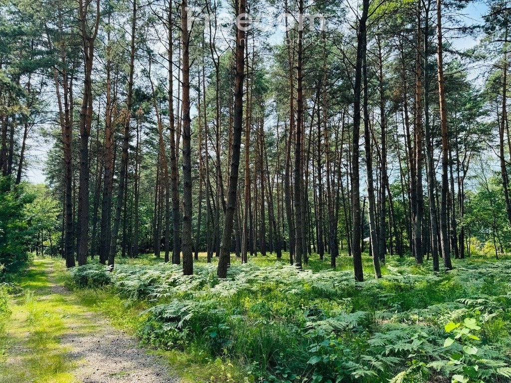 Działka budowlana na sprzedaż Złotokłos, Wierzbowa  4 200m2 Foto 11