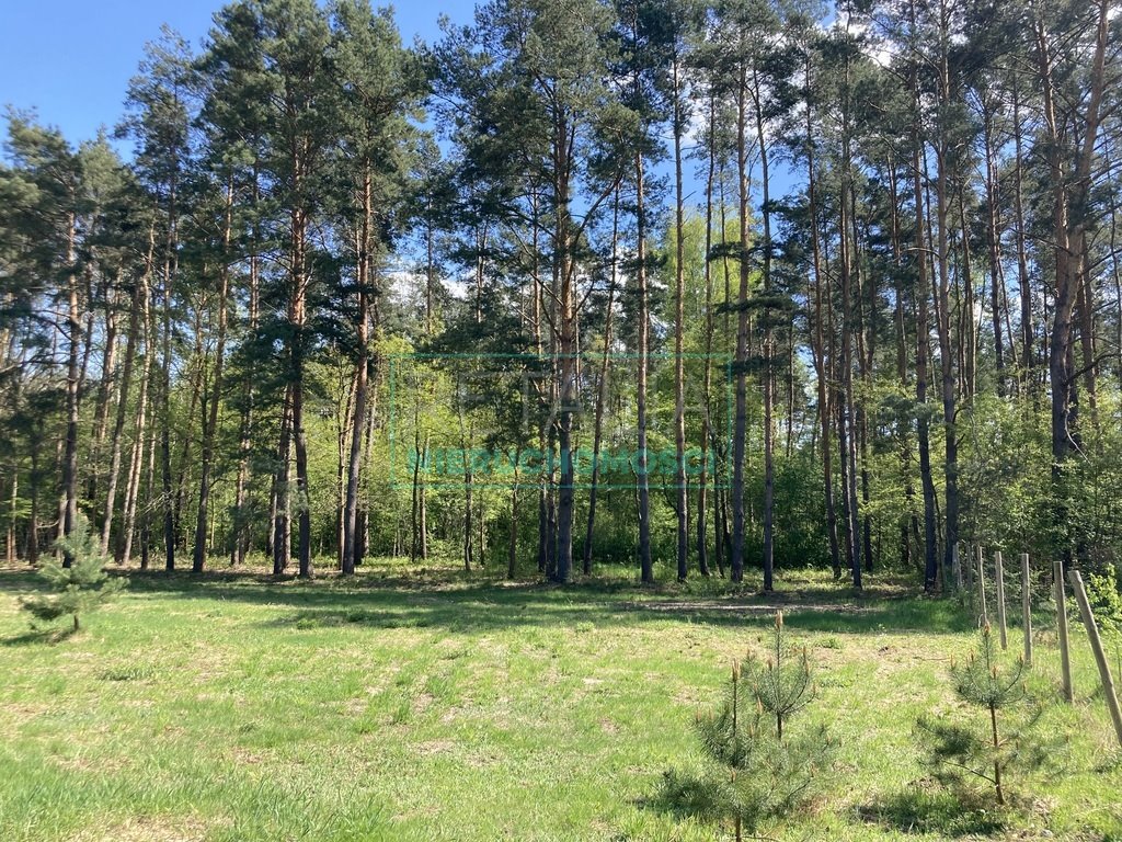 Działka leśna z prawem budowy na sprzedaż Strzeniówka  2 000m2 Foto 3
