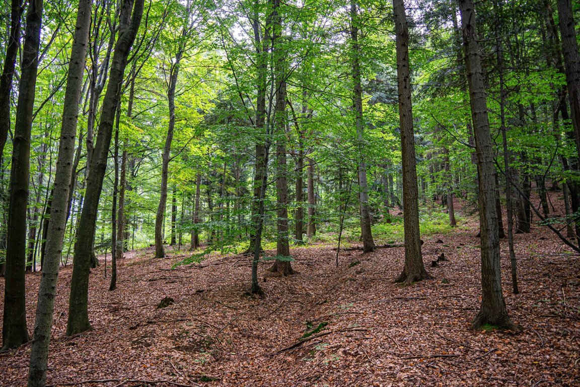 Działka leśna na sprzedaż Łęki  5 800m2 Foto 19