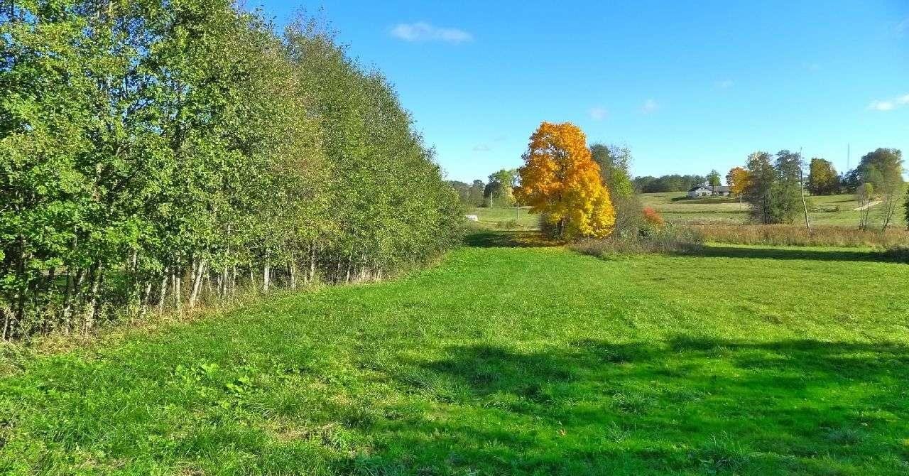 Działka rolna na sprzedaż Filipów  1 550m2 Foto 7