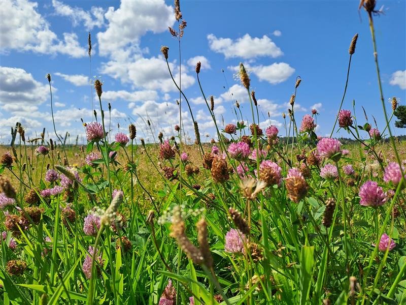 Działka rolna 52 719 m2 z potencjałem w Nowej Kościelnicy Nowa Kościelnica, xxx  52 719m2 Foto 1