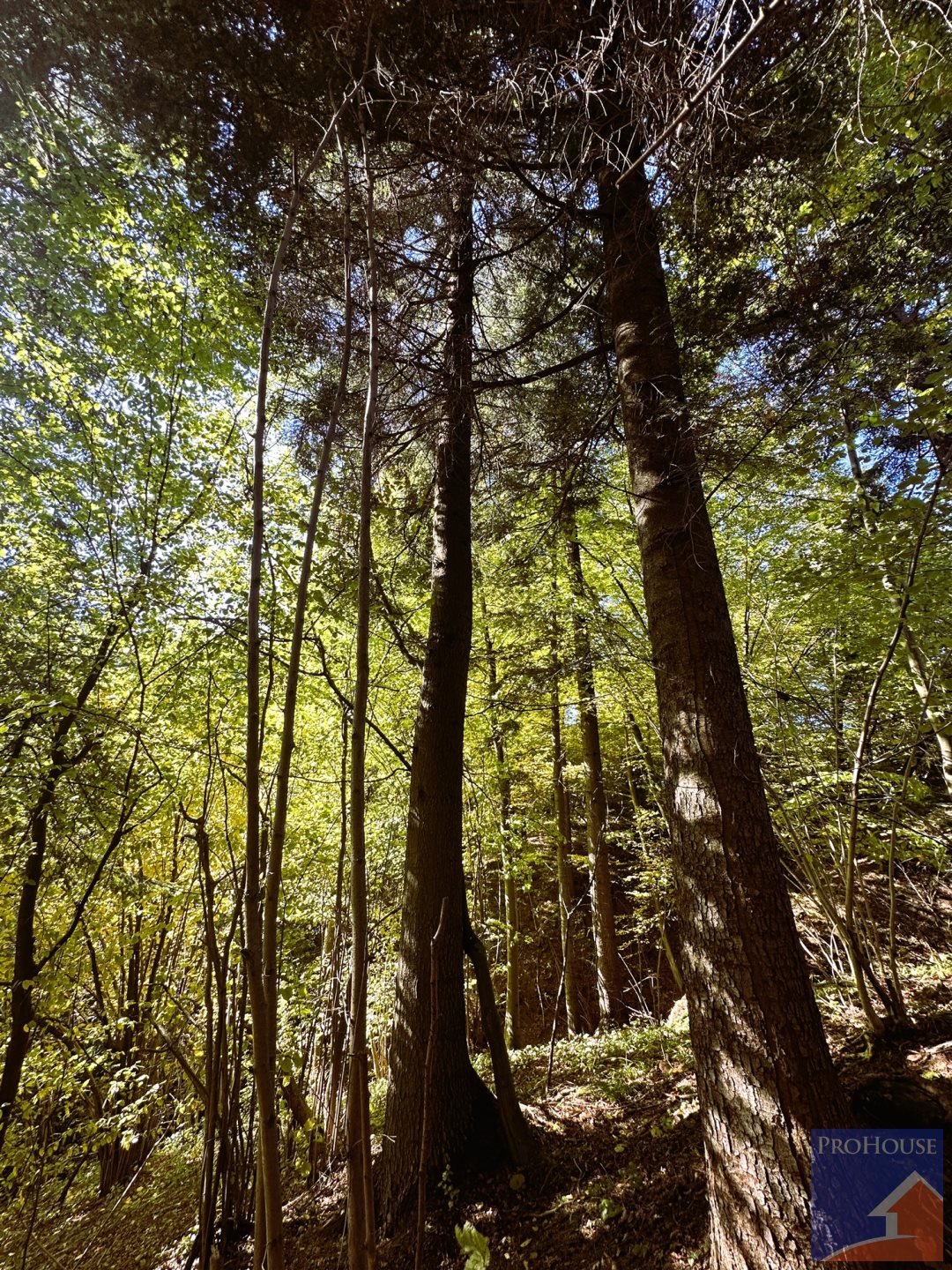 Działka leśna na sprzedaż Pisarzowa  4 800m2 Foto 2