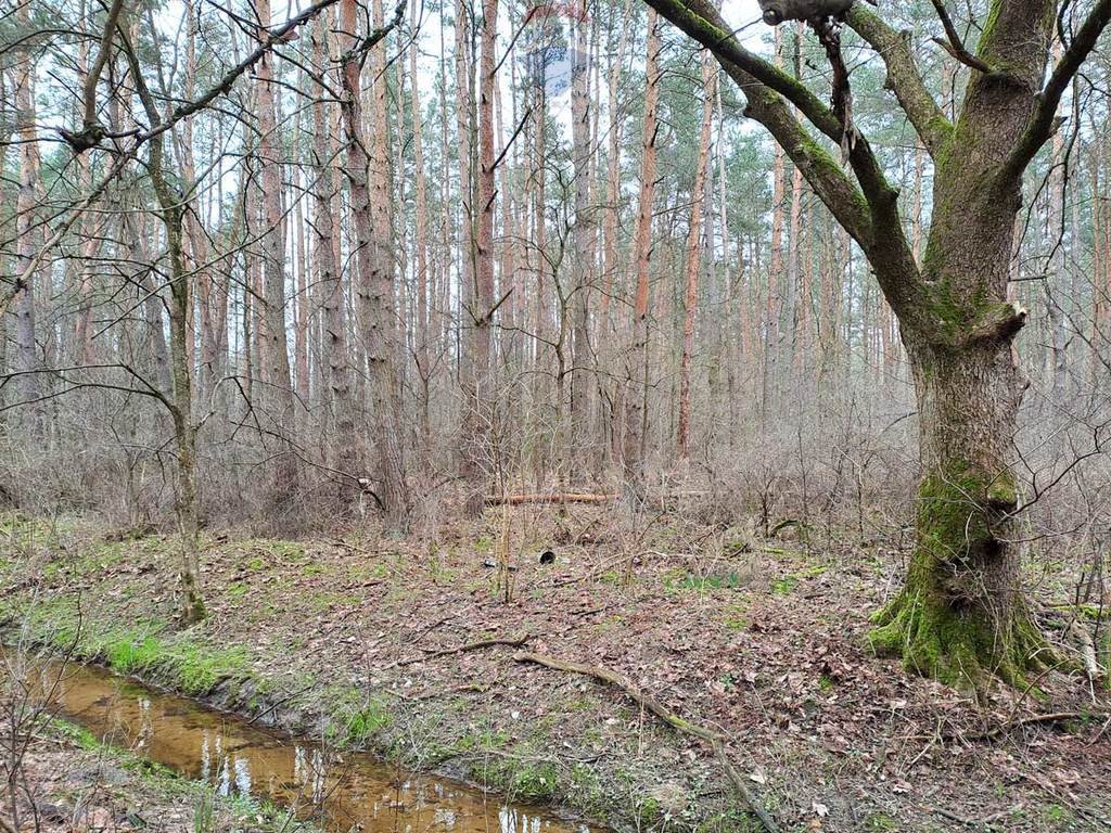 Działka leśna z prawem budowy na sprzedaż Rynia, Ignacego Paderewskiego  4 461m2 Foto 4