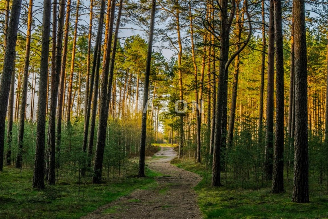 Działka budowlana na sprzedaż Arciechów  3 500m2 Foto 6