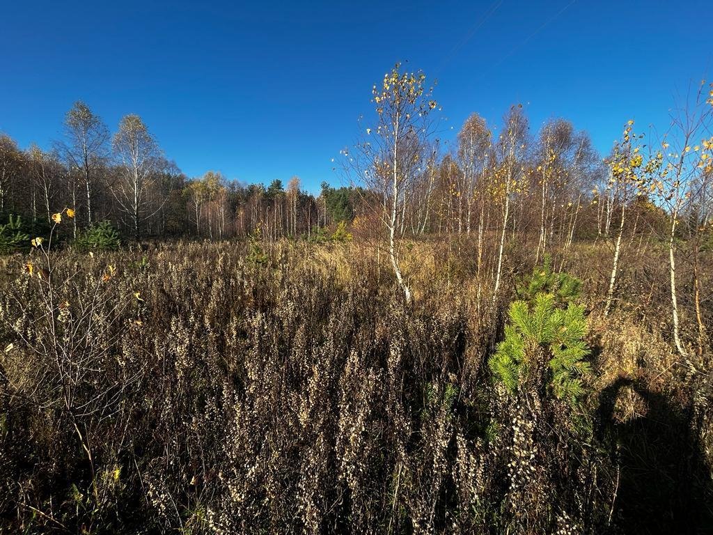 Działka siedliskowa na sprzedaż Zadry  70 600m2 Foto 7