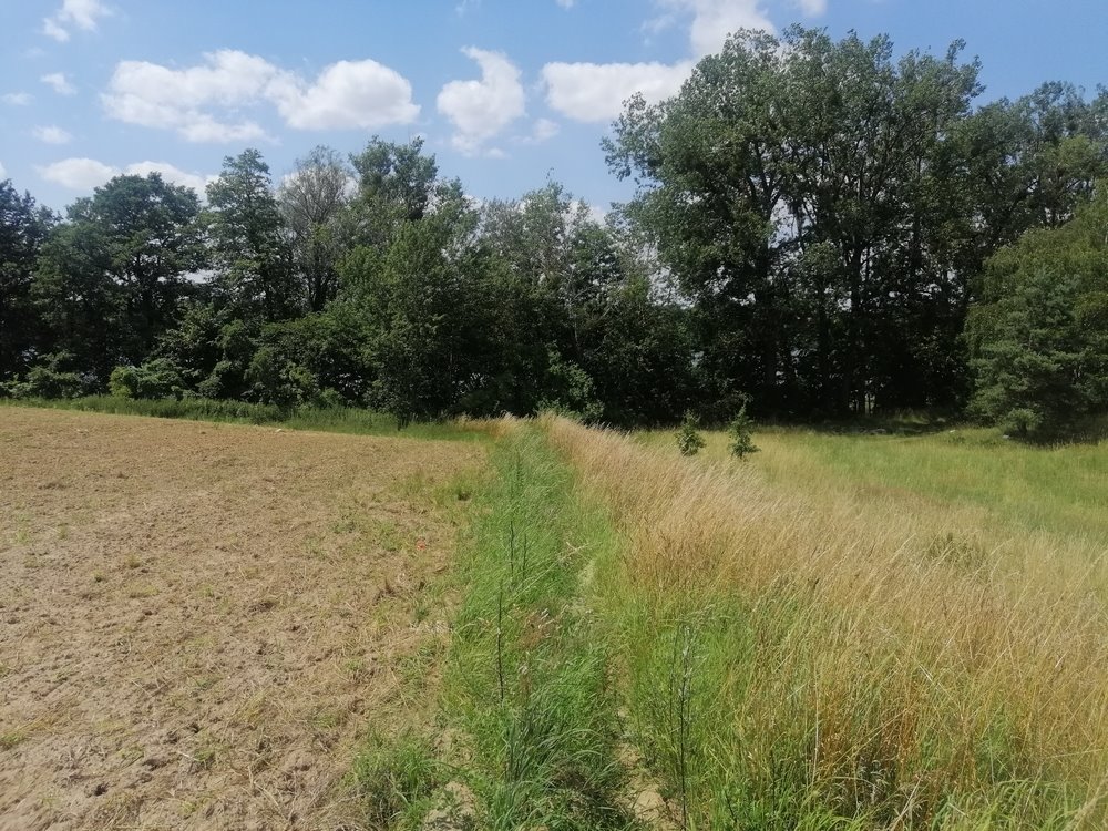 Działka rekreacyjna na sprzedaż Chłopowo  3 800m2 Foto 8