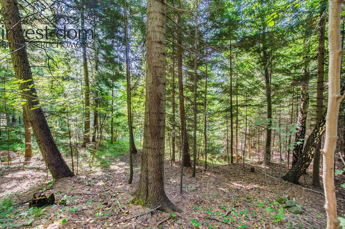 Działka leśna na sprzedaż Wyskitna  7 200m2 Foto 10